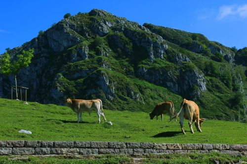 Karvės, Gyvuliai, Laukas, Kalnas, Asturias, Picos De Europa