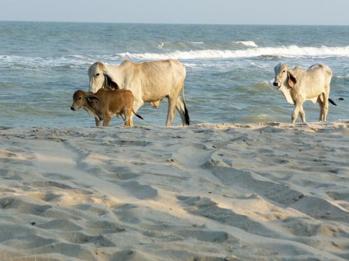 Karvės, Papludimys, Tailandas, Hua Hin, Gamta, Bangkokas, Asija