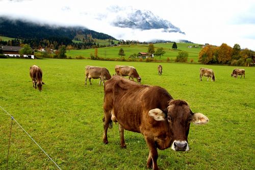 Karvės, Tyrol, Alm, Austria, Gamta, Žemdirbystė