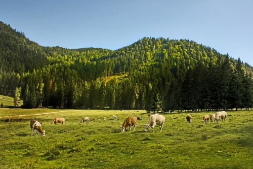 Karvės, Allgäu, Karvė, Bavarija, Laukas, Ganyti, Veršelis, Dangus, Vasara, Ganykla, Lenktynės, Gyvūnų Pasaulis, Kraštovaizdis, Žemdirbystė, Žolė, Gamta, Jautiena, Galvijai, Pieva, Žalias, Laukai, Spalvinga, Kalnas, Kalnai