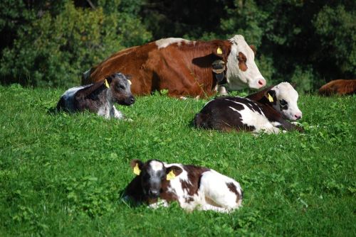 Karvės, Pieniniai Galvijai, Pieva, Ganykla, Alpių, South Tyrol