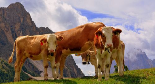 Karvės, Dolomitai, Prato, Ramybė, Žolė, Karvė, Galvijai, Gyvuliai, Gamta, Gyvūnas