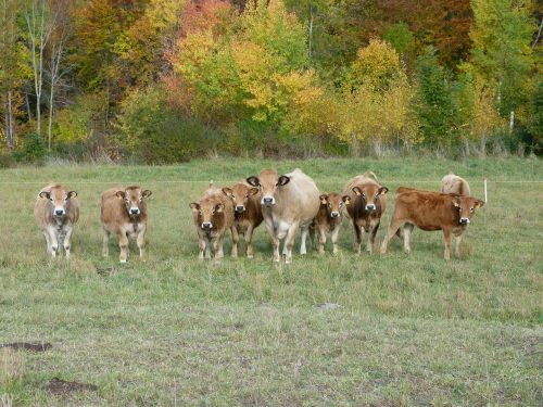 Karvės, Gyvūnai, Prairie, Smalsumas, Stebėjimas, Komanda