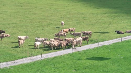 Karvės, Swiss, Alpės
