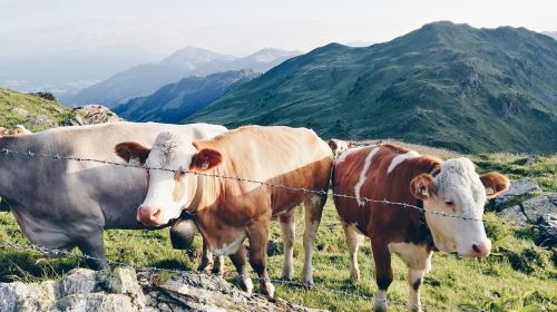 Karvės, Salzburgo Šalis, Tyrol, Austria, Kuhwiese, Alm