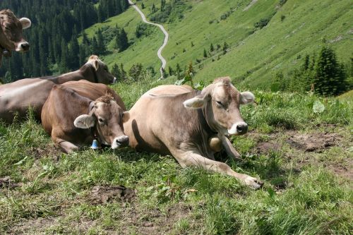Karvės, Alm, Alpių Pieva, Ruda