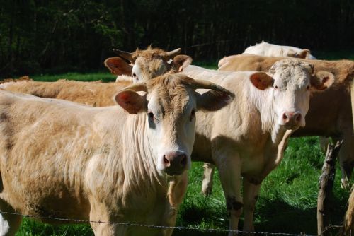 Karvės, Aquitaine Blondinai, Bandas, Laukas, Žemdirbystė, Galvijai, Galva, Gyvūnai, Ūkis, Prairie