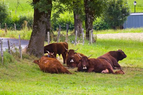 Karvės, Prairie, Laukas, Auvergne, Pievos, Ganykla, Žolė, Gyvūnai, Gamta