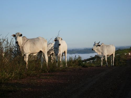 Karvės, Šalis, Šoninė Balta, Gyvuliai, Galvijai, Saulėtekis, Žemdirbystė, Gamta