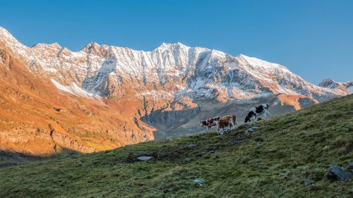 Karvės, Ganykla, Alpių, South Tyrol, Kalnų Peizažas