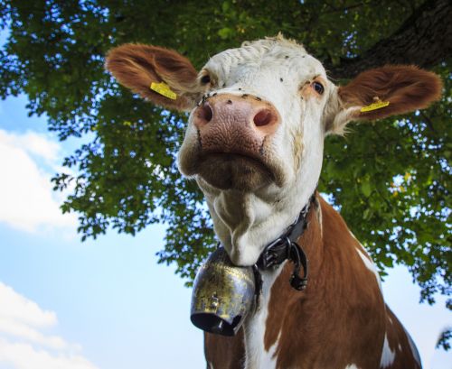 Karvės, Ūkis, Jautiena, Galvijai, Allgäu, Pieno Karvė, Pieniniai Galvijai, Laukinės Gamtos Fotografija, Ganykla, Kelti, Angus, Žemdirbystė