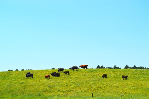 Karvės,  Žolė,  Kaimo,  Ūkis,  Gyvulininkystė,  Galvijų,  Žemdirbystė,  Kaimo,  Gyvūnai,  Pobūdį,  Pieno,  South Dakota,  Pieva