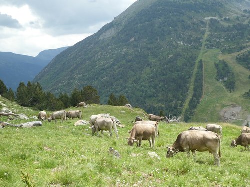 Karvės,  Kalnų,  Andora