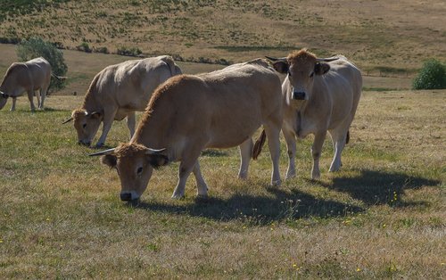 Karvės,  Lozère,  Ganyklos,  Bandos,  Galvijų,  Veisimas