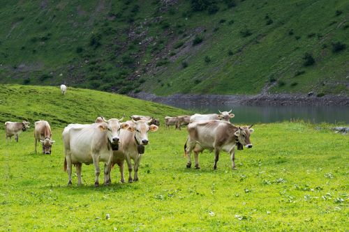 Karvės, Alpių Ganyklos, Šveicarija, Glarus Kantonas, Glarus, Alp, Oberblegisee, Glarus Alps, Vasara, Veršelis