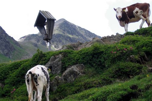 Karvės, Kelias, Alm, Stalelis, Kalnai, Alpių, Kalnų Praėjimas