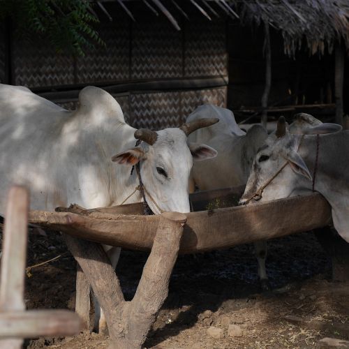 Karvės, Potions, Burma, Mianmaras