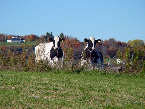 Karvės, Vermont, Ūkis, Ganykla, Žemdirbystė, Pieno, Gyvuliai