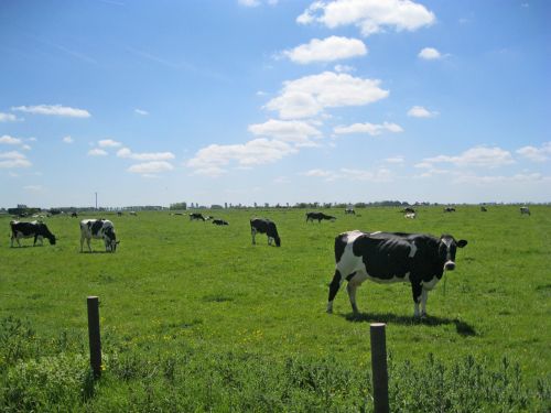 Karvės, Rytinė Frisia, Ganykla, Horizontas, Gyvūnai