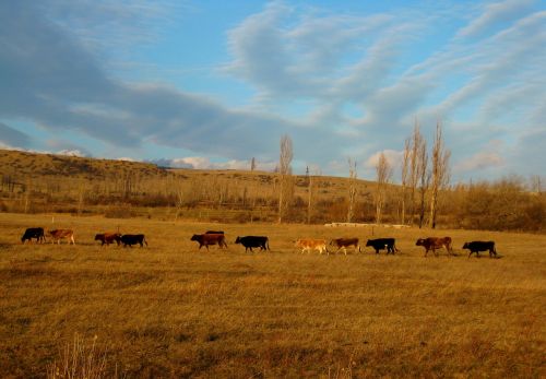 Karvės, Gyvūnai, Kraštovaizdis, Kalnas, Dangus, Gamta, Vaizdas, Kaukazas, Lauke, Scena, Sezonas, Svaneti, Piko, Slėnis, Orientyras, Pieva, Dykuma, Natūralus, Debesis, Europa, Medis, Ramus, Ruduo, Aušra, Augalas, Žemė, Peizažas, Kelionė, Kaimas, Rytas