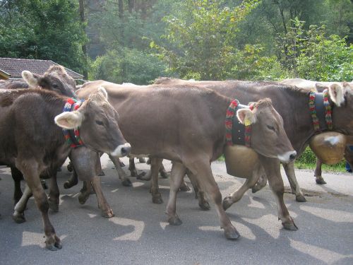 Karvės, Allgäu, Viehscheid, Tradicija, Žemdirbystė, Gyvūnai, Almabtrieb