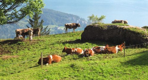 Karvės,  Galvijai,  Šveicarija,  Schweiz,  Alpės,  Kalnai,  Kalvos,  Swiss,  Liucernos,  Luzern,  Vierwaldstaettersee,  Ežeras,  Karvės Į Swiss Alps