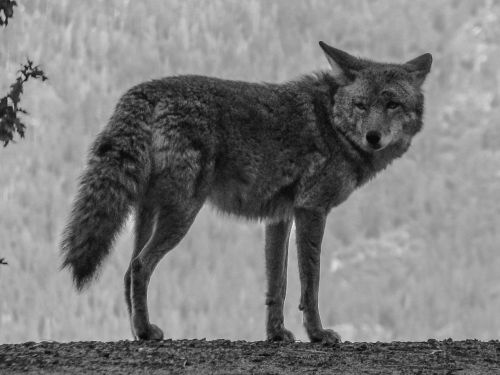 Kojotas, Josemitas, Usa