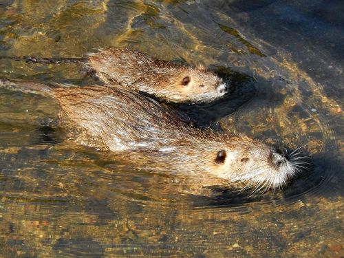 Coypu, Gyvūnai, Upė