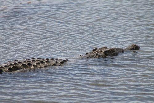 Cozumel Aligatorius, Amerikietiškas Aligatorius, Tropinis Aligatorius
