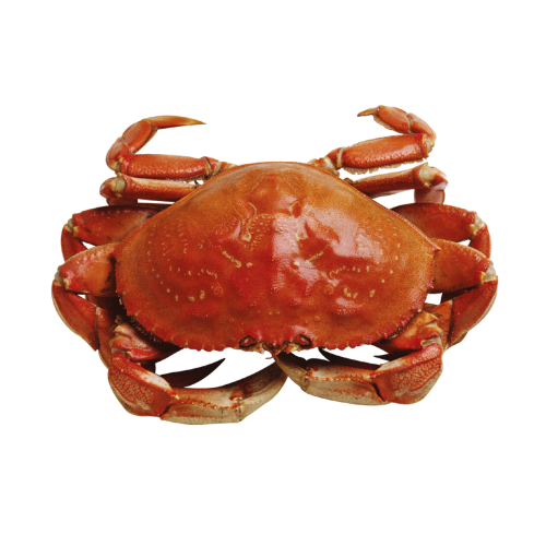 crab marine seafood