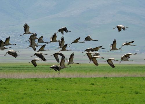 Kranas, Asmenybė, Kelionė, Skrydis, Paukščių Pulkai