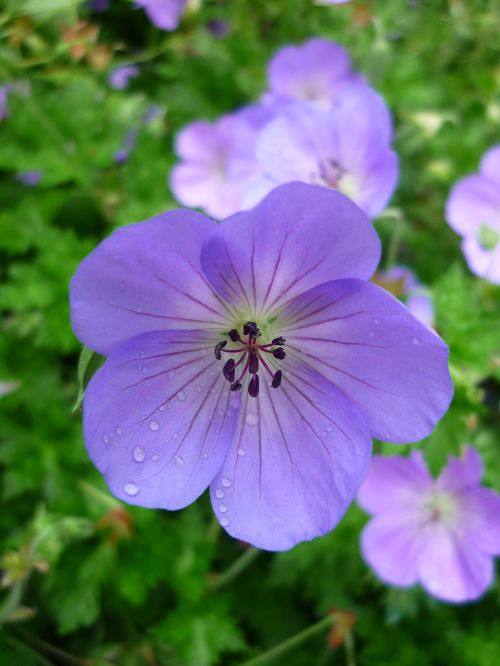 Cranebill, Gėlė, Šviesiai Mėlynas, Pieva, Geranium Greenhouse