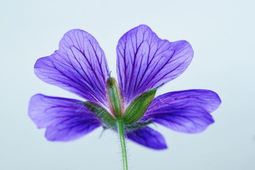 Cranebill, Žiedas, Žydėti, Mėlynas, Žydėti, Gėlė, Gamta, Sodas, Žiedlapiai, Flora, Augalas, Uždaryti, Makro, Gėlės, Violetinė, Floristika, Sodo Augalas, Botanika, Makro Nuotrauka, Dekoratyvinis, Žiedlapis, Violetinė, Mėlynas Gandras, Snapas