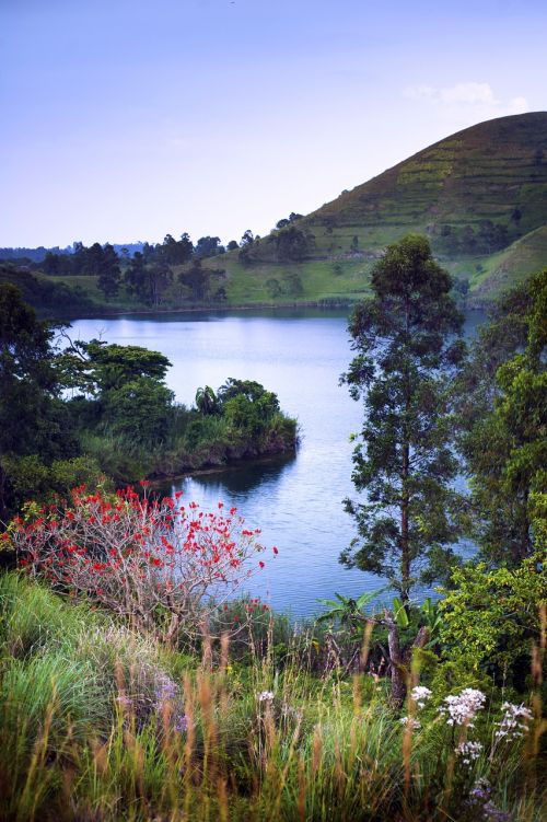 Kraterio Ežeras, Forto Portalas, Uganda, Raudonos Gėlės, Lapija, Žalias, Kalnas