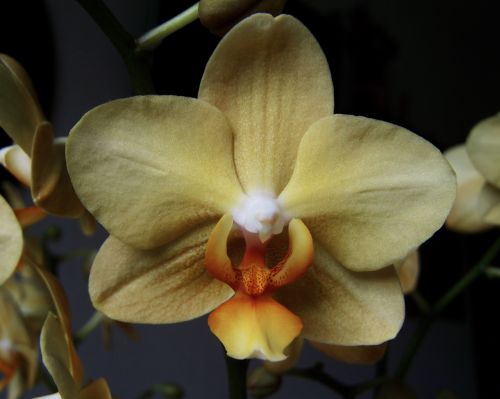 Grietinėlės Spalvos Orchidėja, Kambario Augalas, Egzotinis Augalas