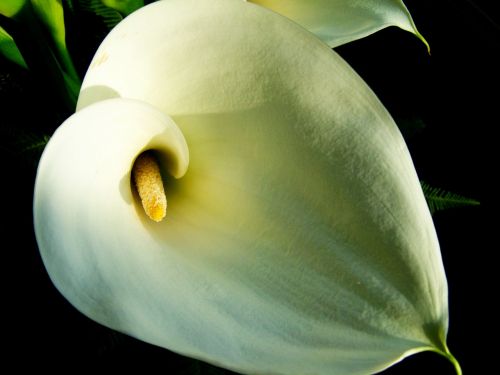 Griuvėsiai, Balta Gėlė, Supjaustytos Gėlės
