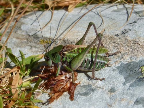 Kriketas, Leptophyes Punctatissima, Pirėnai, Aukštas Kalnas, Ortopteronas