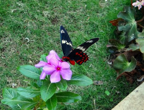 Tamsiai Raudona Rožė, Drugelis, Pachliopta Hector, Swallowtail Drugelis, Dharwad, Indija