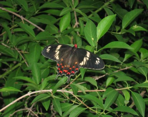 Tamsiai Raudona Rožė, Pachliopta Hector, Drugelis, Swallowtail Drugelis, Haidarabadas, Indija