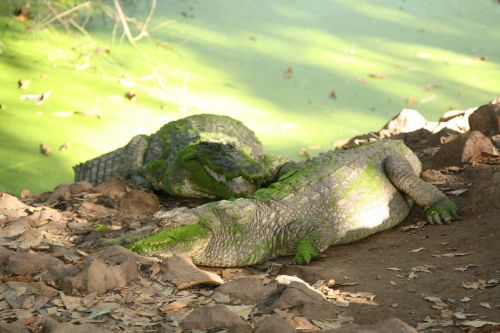 Krokodilas, Gamta, Vanduo, Žalias