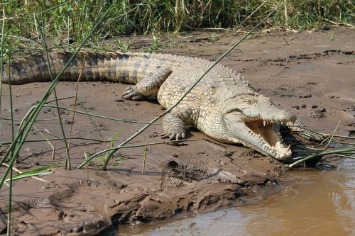 Krokodilas, Ežeras, Chamo, Etiopija