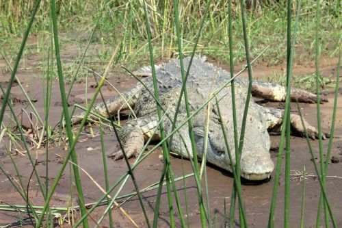 Krokodilas, Ežero Čamo, Etiopija, Nile