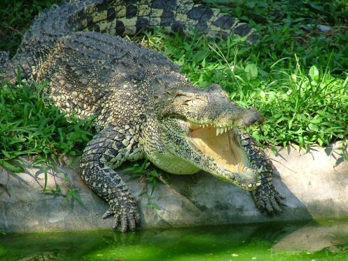 Krokodilas, Gyvūnai, Ropliai, Plėšrūnas, Gamta, Jaunasis Krokodilas, Fauna, Gyvūnas
