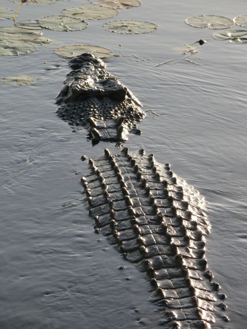 Krokodilas, Druskos Vandens Krokodilas, Australia, Ropliai, Laukinė Gamta, Mėsėdis, Croc, Dantys