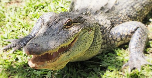 Krokodilas, Croc, Australia, Zoologijos Sodas, Akis, Dantys
