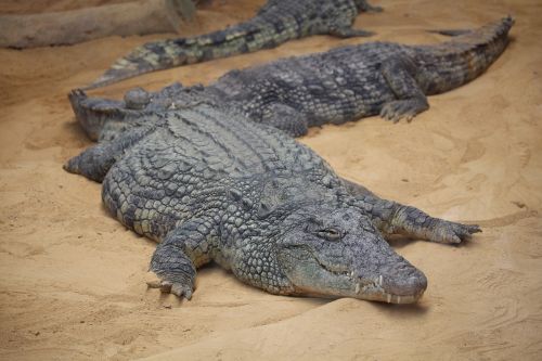 Krokodilas, Miega, Zoologijos Sodas