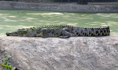 Krokodilas, Sūrus Vanduo, Estuarija, Ropliai, Plėšrūnas, Mėsėdis, Vandens, Zoologijos Sodas, Kolkata, Indija