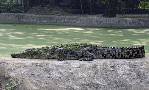 Krokodilas, Sūrus Vanduo, Estuarija, Vanduo, Ropliai, Gyvūnas, Pavojingas, Plėšrūnas, Mėsėdis, Croc, Zoologijos Sodas, Kolkata, Indija