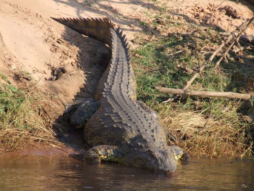 Krokodilas, Botsvana, Afrika, Upė, Aligatorius, Ropliai, Gyvūnai, Laukinė Gamta, Plėšrūnas, Pavojingas