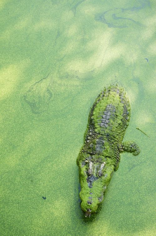 Krokodilas, Žalias, Tailandas